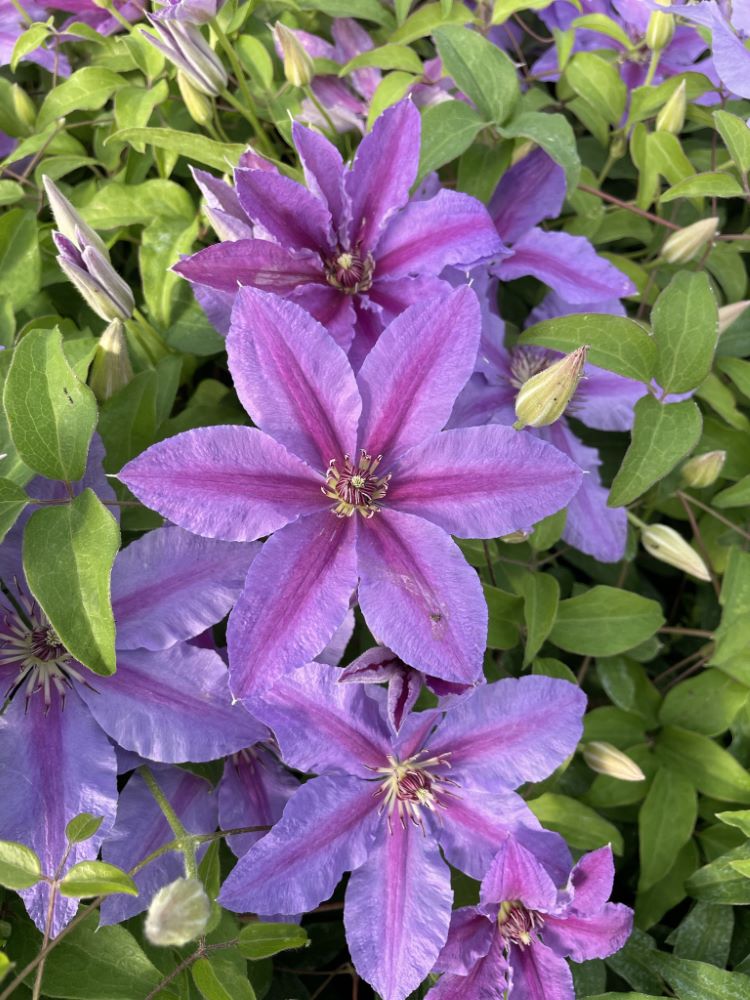 Tumaini-clematis.jpg