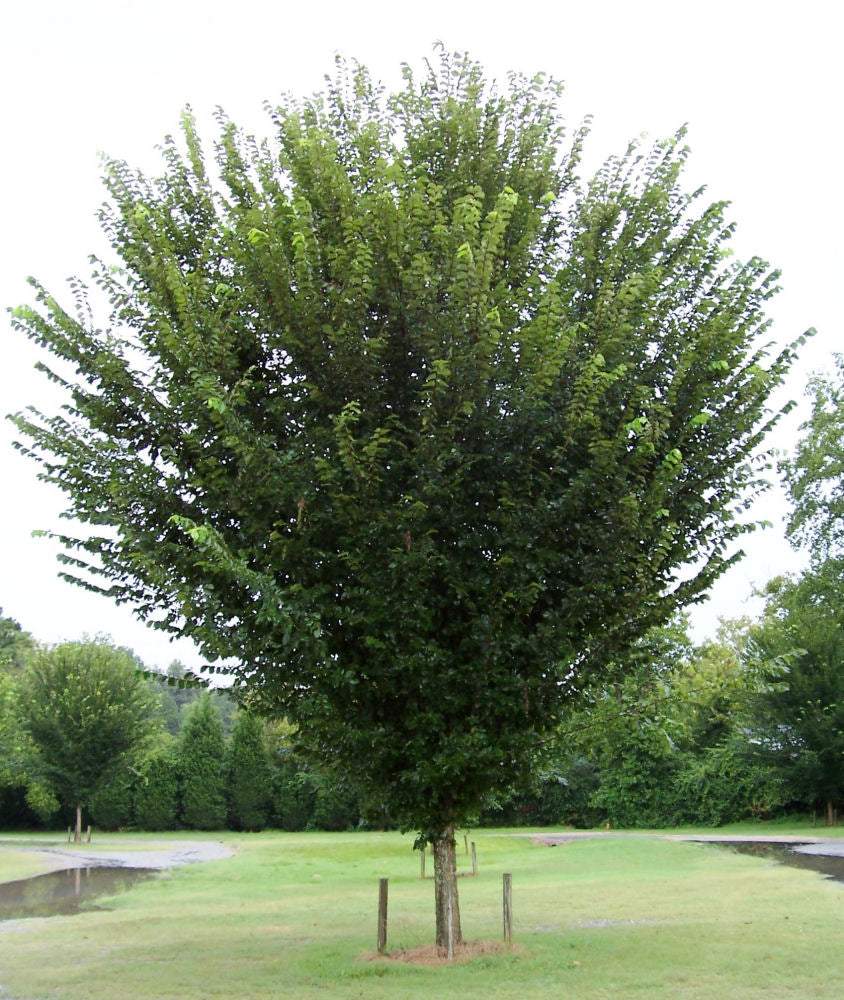ULMUS_PRINCETON.jpg