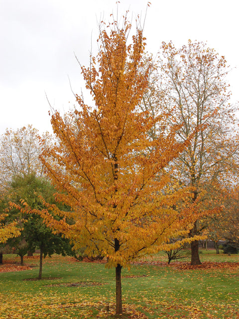 Ulmus_Emerald_Sunshine.jpg