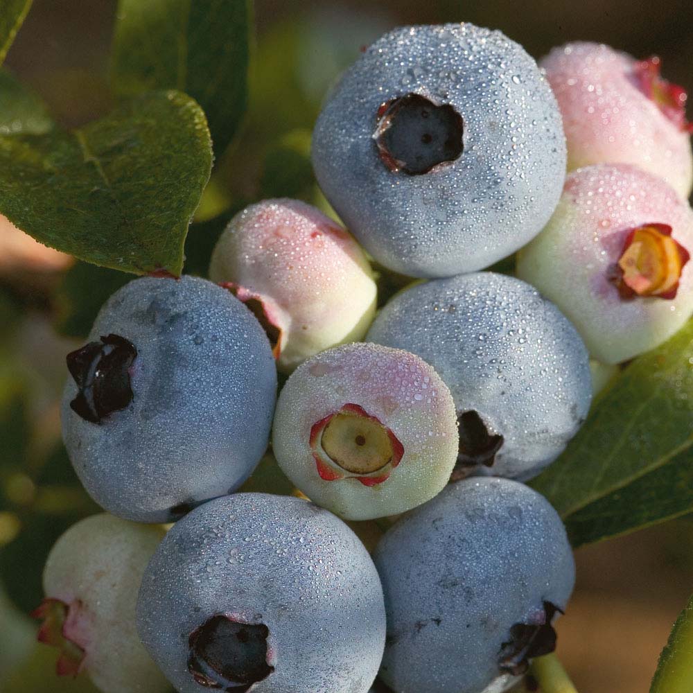 VACCINIUM_CHANDLER.jpg