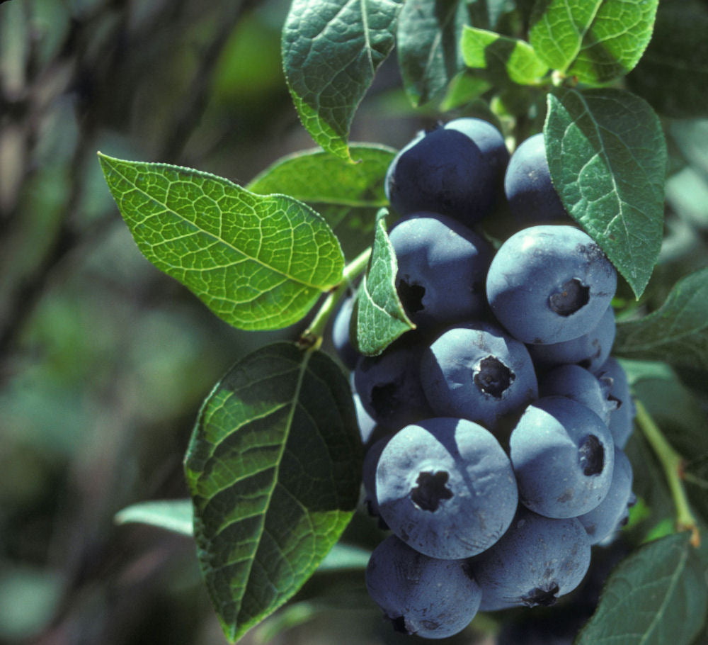VACCINIUM_CHIPPEWA.jpg