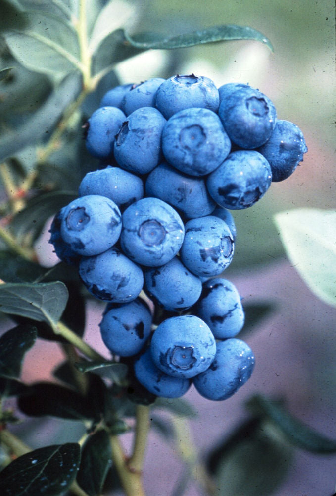 VACCINIUM_DUKE.jpg