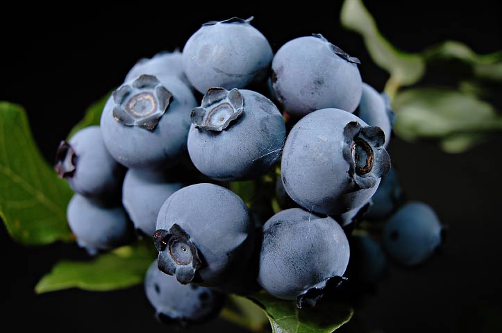 VACCINIUM_NORTHLAND.jpg