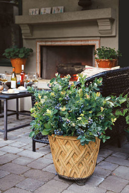 VACCINIUM_PEACH_SORBET.jpg