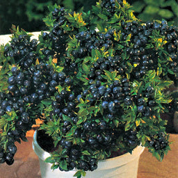 VACCINIUM_TOP_HAT.jpg