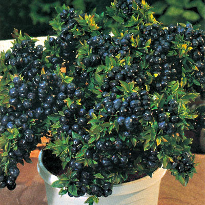 VACCINIUM_TOP_HAT.jpg