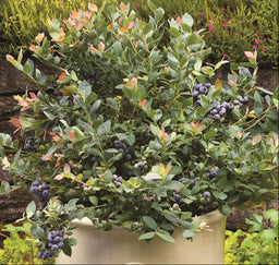 VACCINIUM ZF06-079.jpg