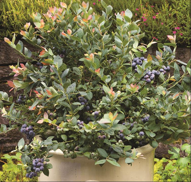 VACCINIUM ZF06-079.jpg