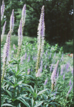 VERONICASTRUM VIRGINICUM.jpg