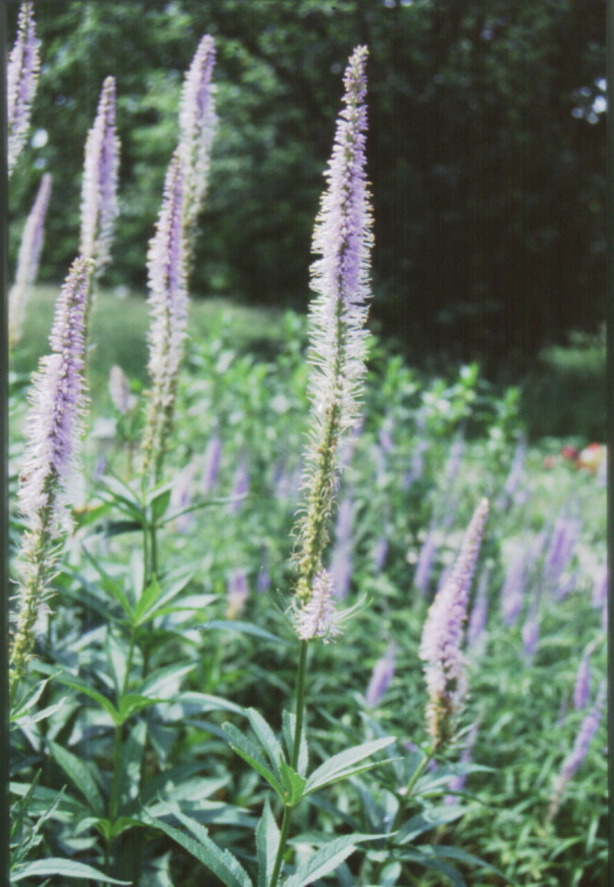 VERONICASTRUM VIRGINICUM.jpg