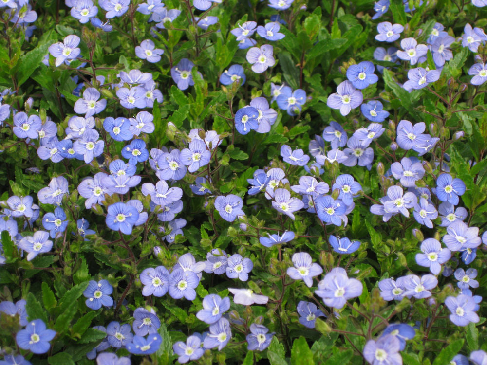 VERONICA GEORGIA BLUE.jpg