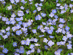 VERONICA GEORGIA BLUE.jpg
