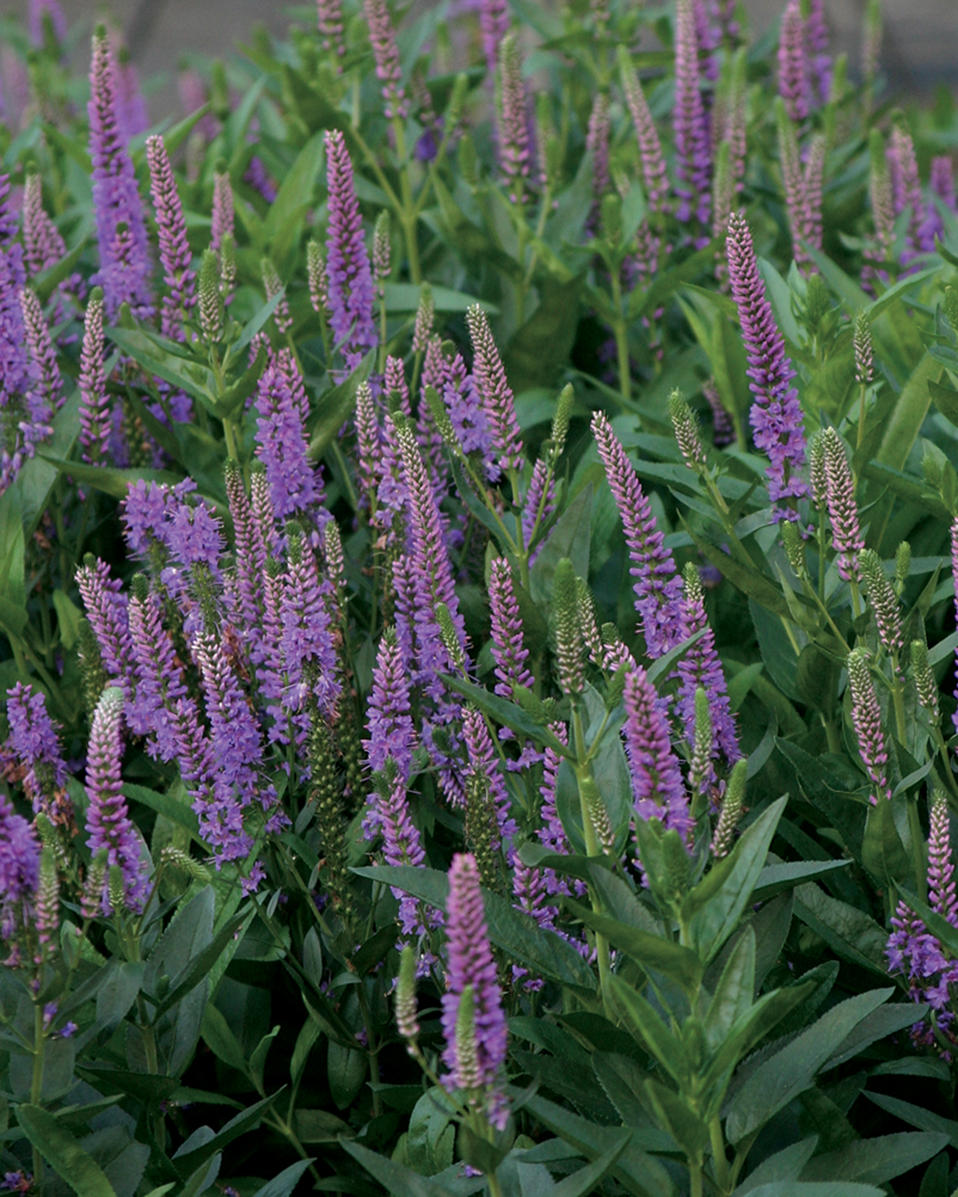 VERONICA PURPLEICIOUS.jpg
