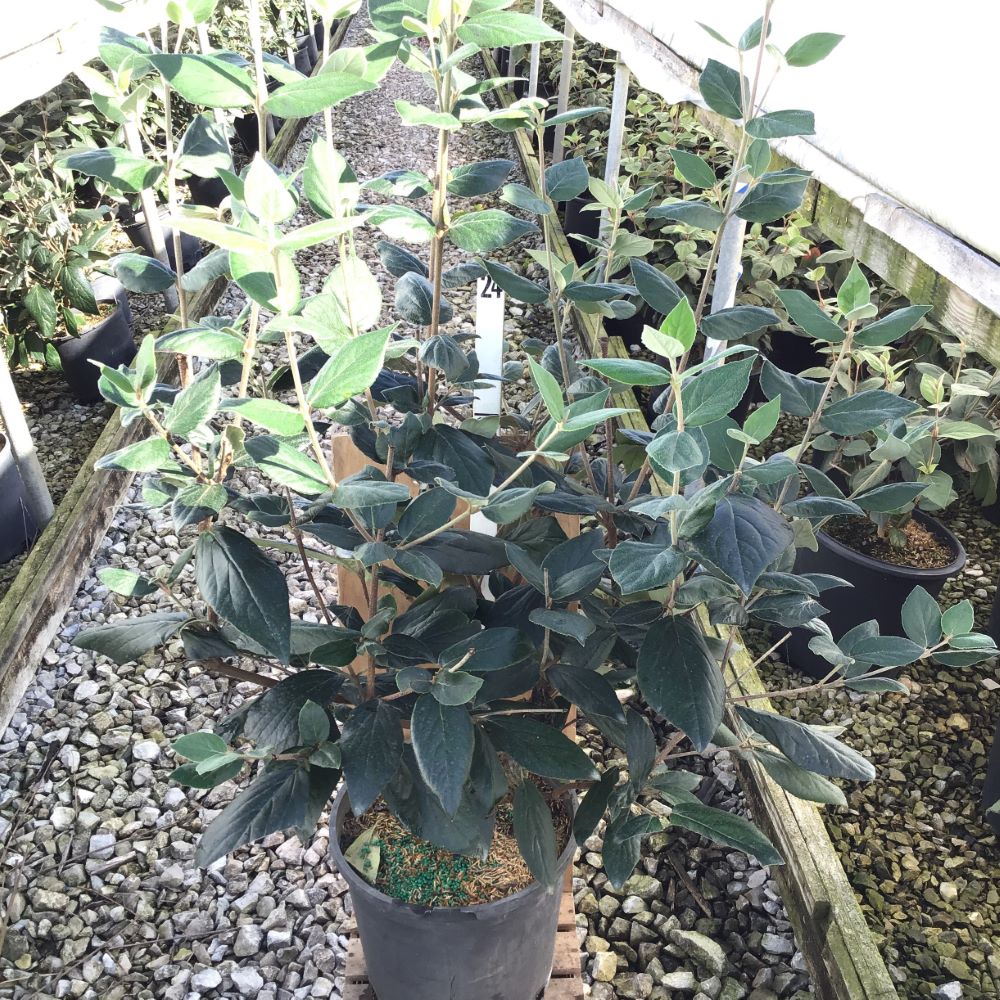 VIBURNUM-AMERICAN-SPICE.jpg