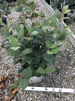VIBURNUM%20CARLESII%20'SPICE%20GIRL'%20%20G3%2018in%20PW[1].jpg