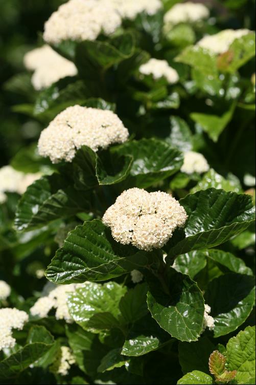 VIBURNUM DENTATUM VAR. DEAMII SMVDLS.jpg