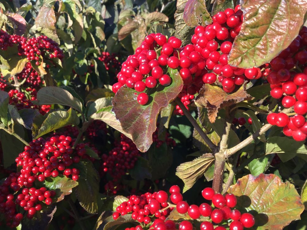 VIBURNUM DILATATUM.jpg