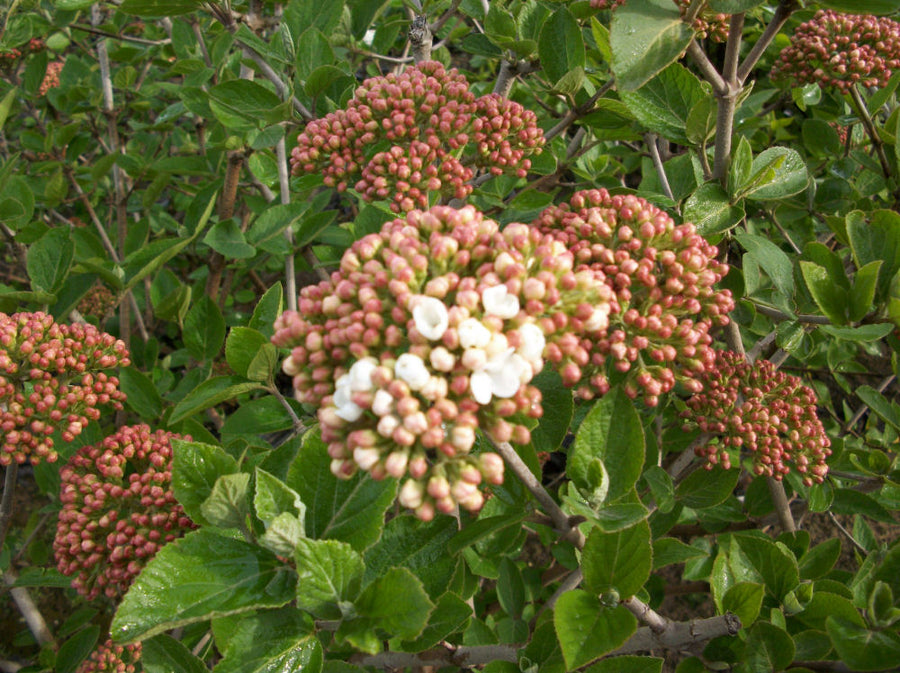 VIBURNUM JUDDI.jpg