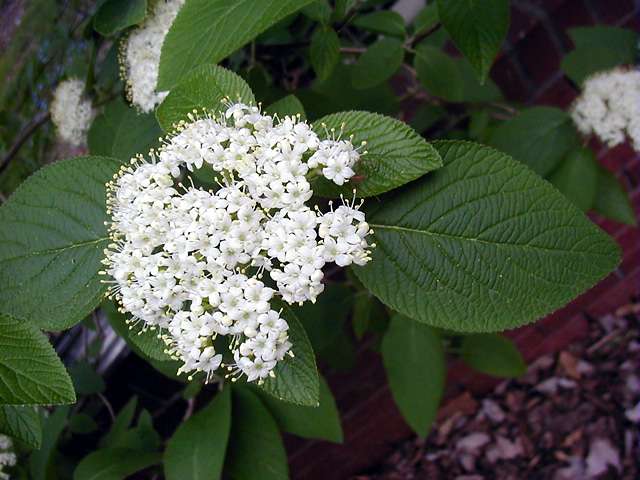 VIBURNUM LANTANA MOHICAN.jpg