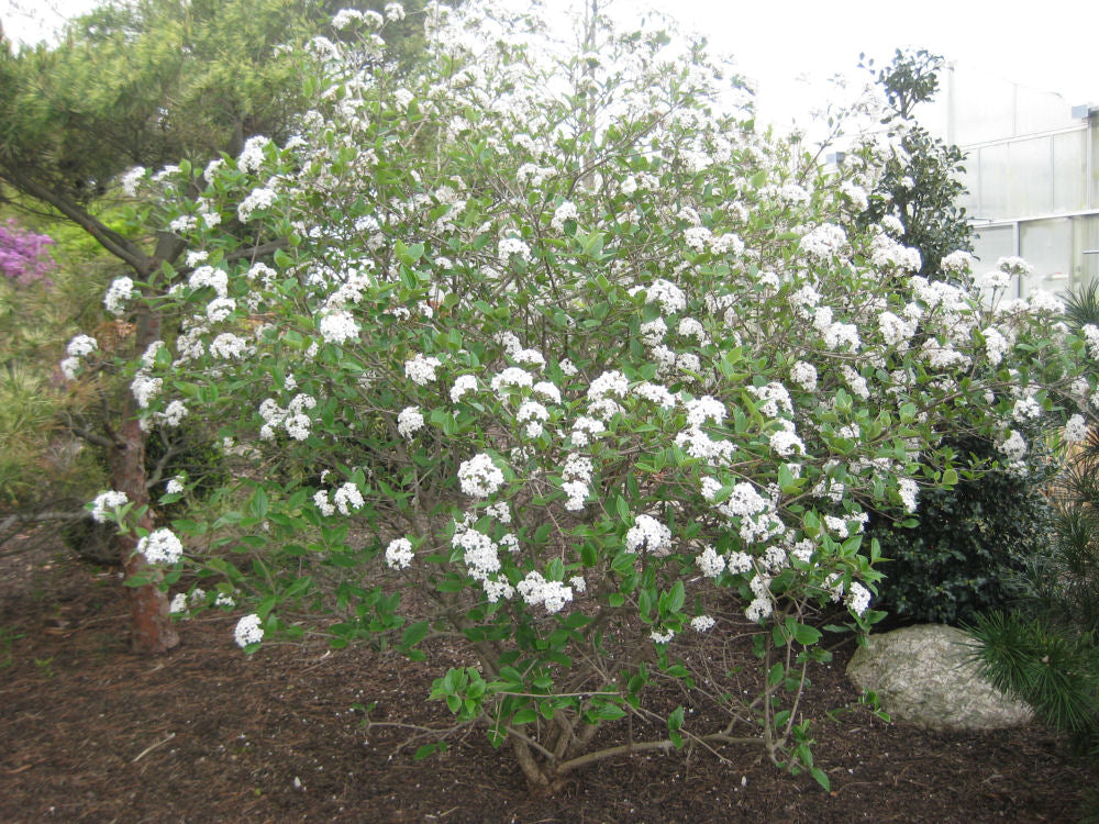 VIBURNUM MOHAWK LANDSCAPE.jpg