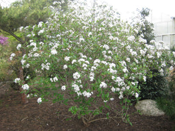VIBURNUM MOHAWK LANDSCAPE.jpg