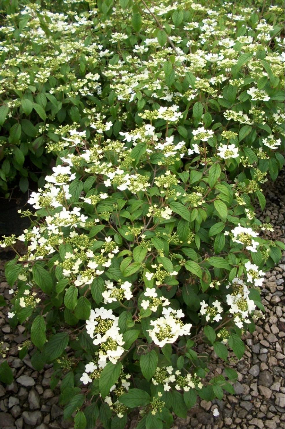VIBURNUM PT SUMMER SNOWFLAKE.jpg