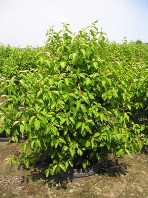 VIBURNUM SUMMER MAGIC.jpg