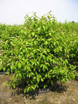 VIBURNUM SUMMER MAGIC.jpg