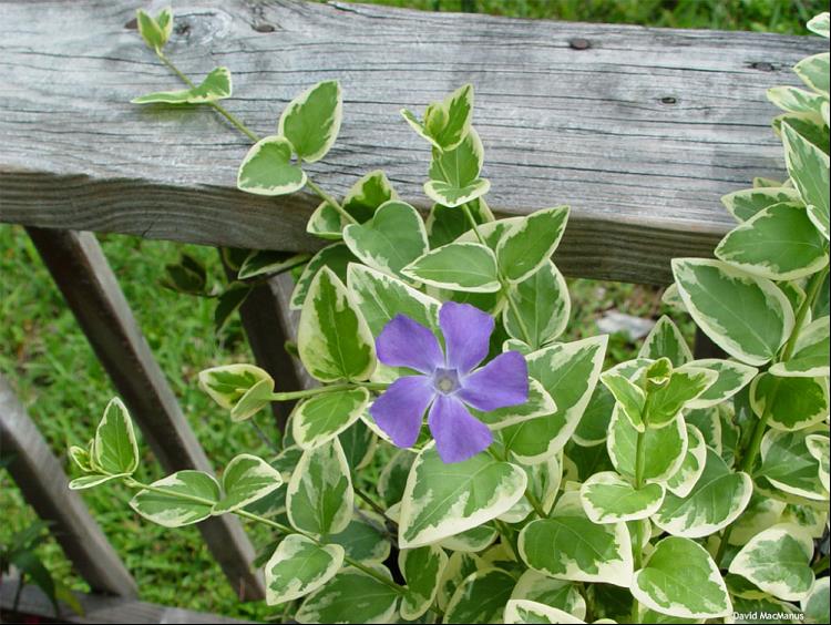 VINCA VINE.jpg