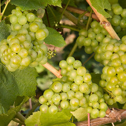 VITIS LAKEMONT.jpg