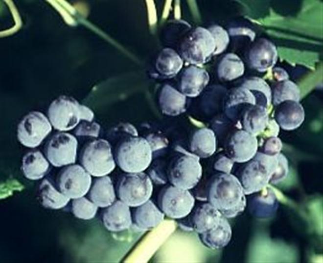 VITIS MARS.jpg