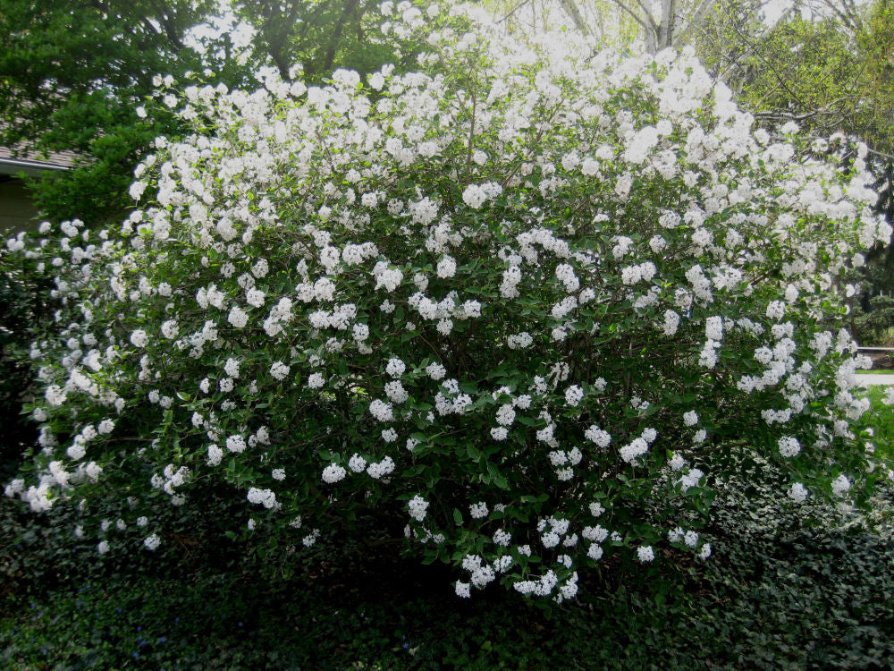 VIburnum Carlcephalum landscape.jpg