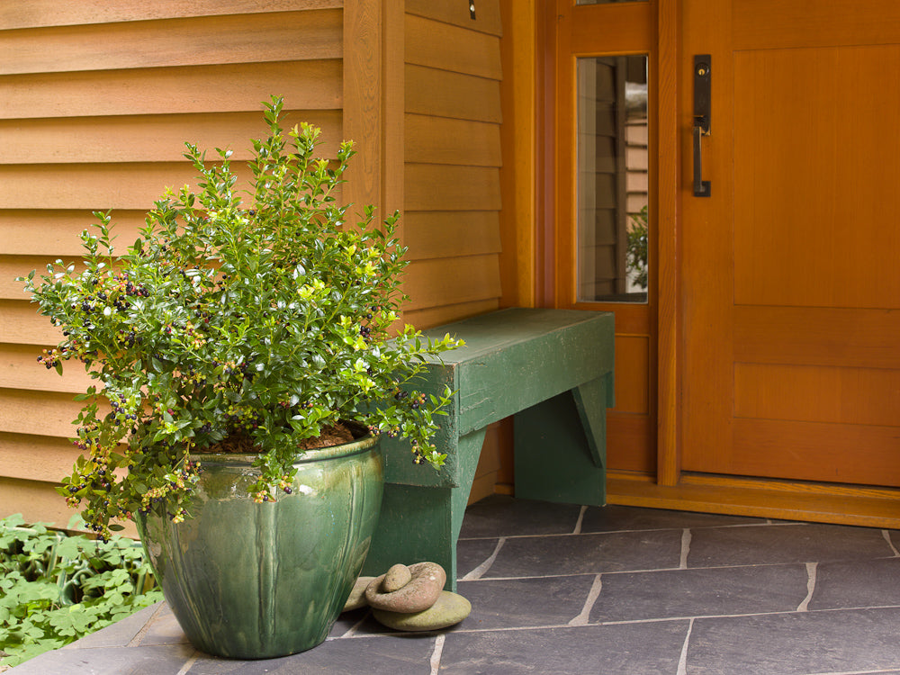 Vaccinium%20Blueberry%20Glaze%20-%20in%20pot[1].jpg