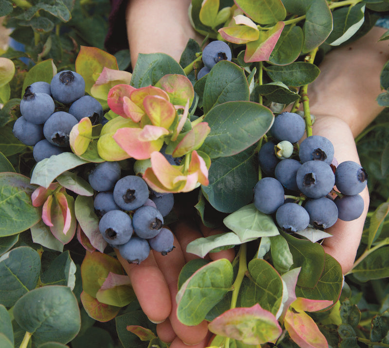 Vaccinium_Jersey[1].jpg