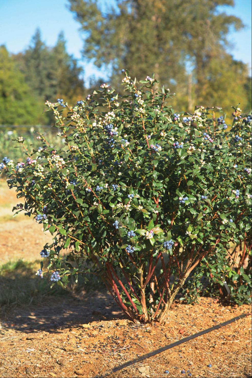 Vaccinium ORUS-61-1.jpg