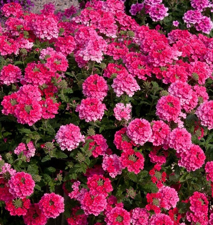 Verbena_Endurascape_Hot_Pink[1].jpg