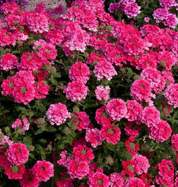 Verbena_Endurascape_Hot_Pink[1].jpg