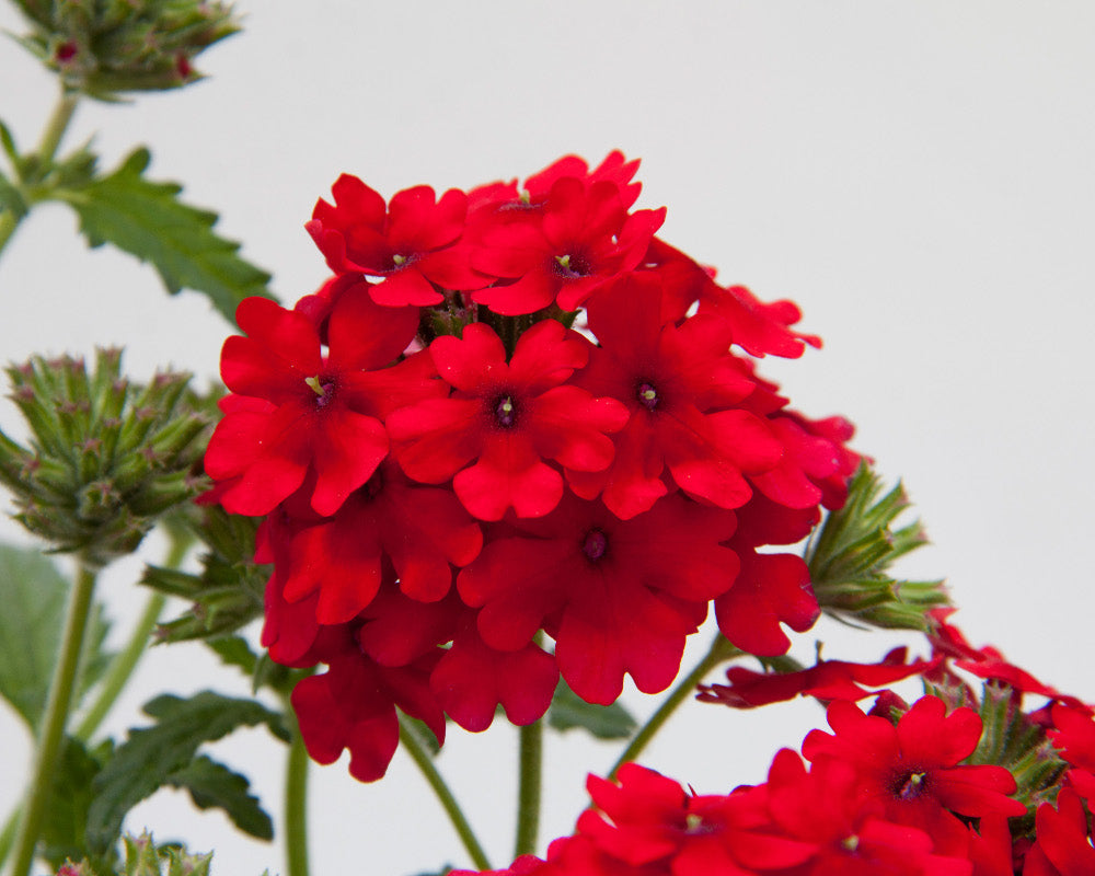 Verbena_Lascar_Dark_Red_small.jpg