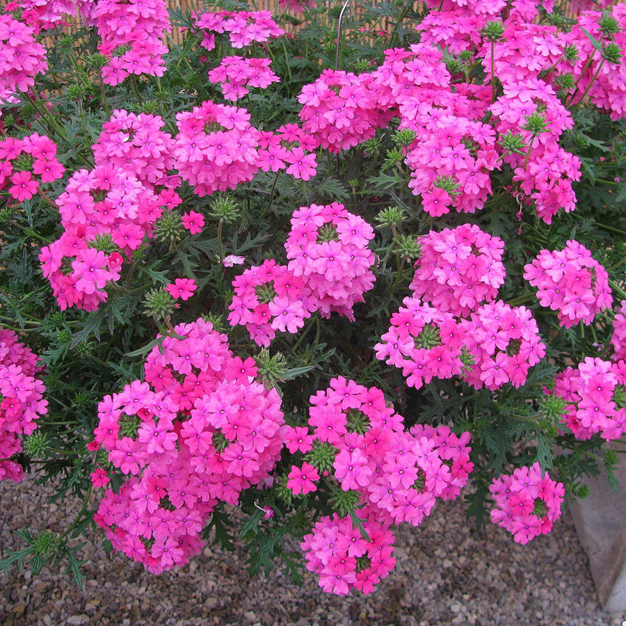 Verbena_Lascar_Pink.jpg