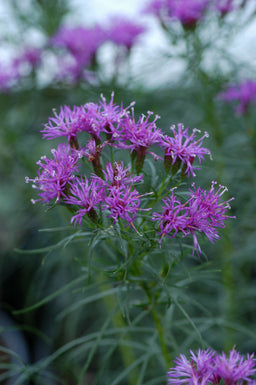 Vernonia lettermanii Iron Butterfly 1.jpg