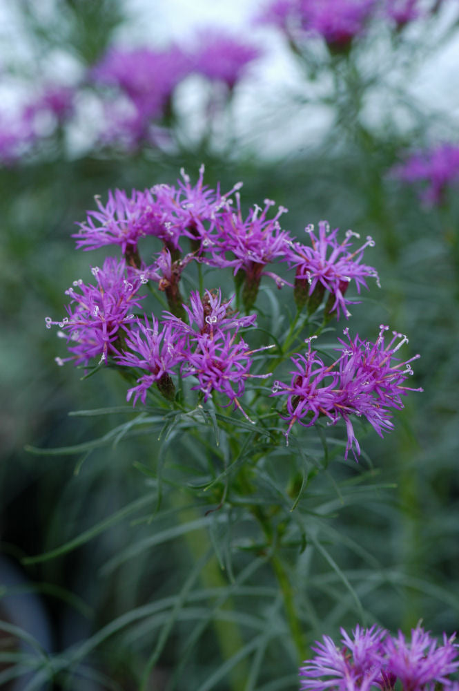 Vernonia lettermanii Iron Butterfly 1.jpg