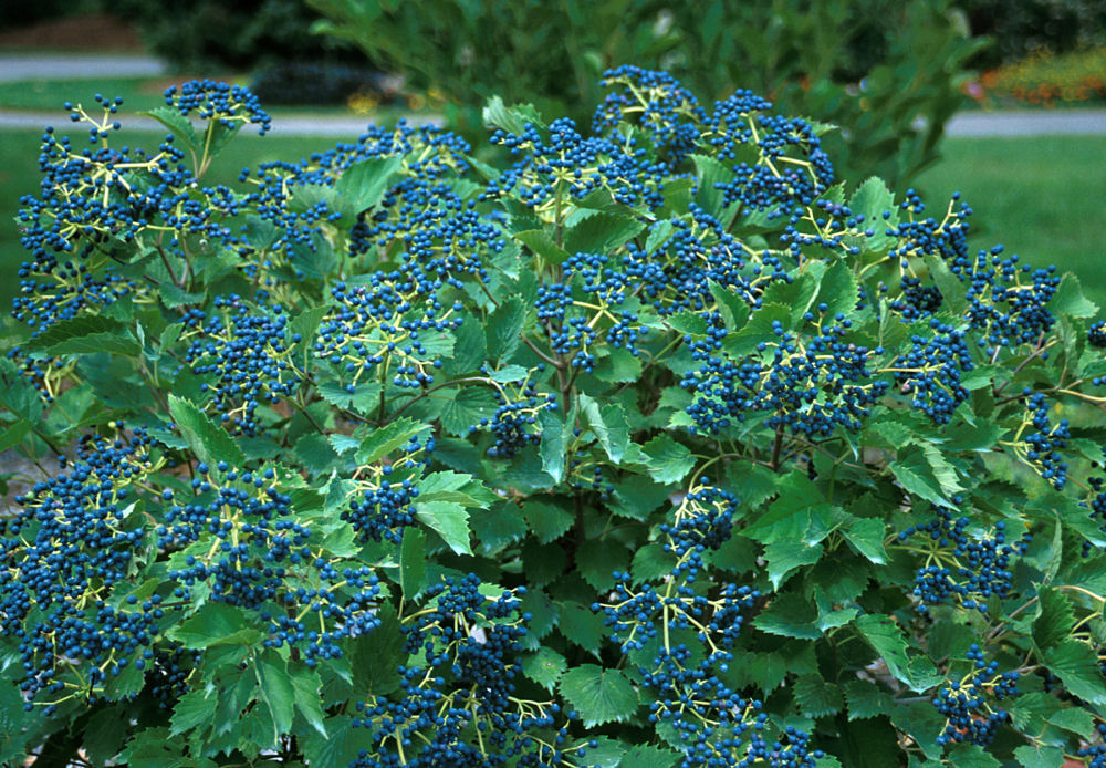 Viburnum Blue Muffin.JPG