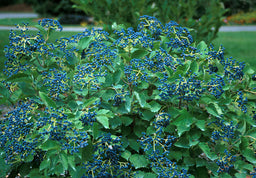 Viburnum Blue Muffin.JPG