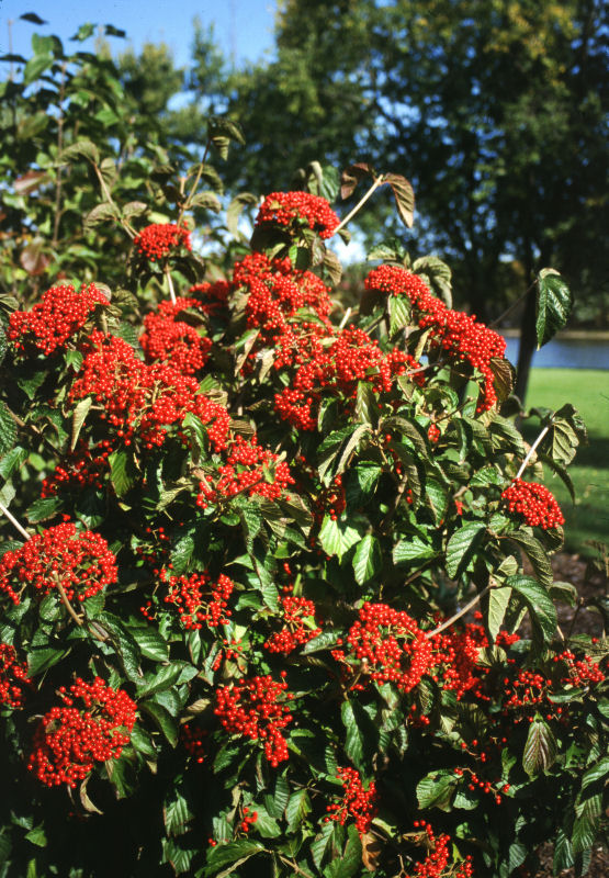 Viburnum Cardinal candy.jpg