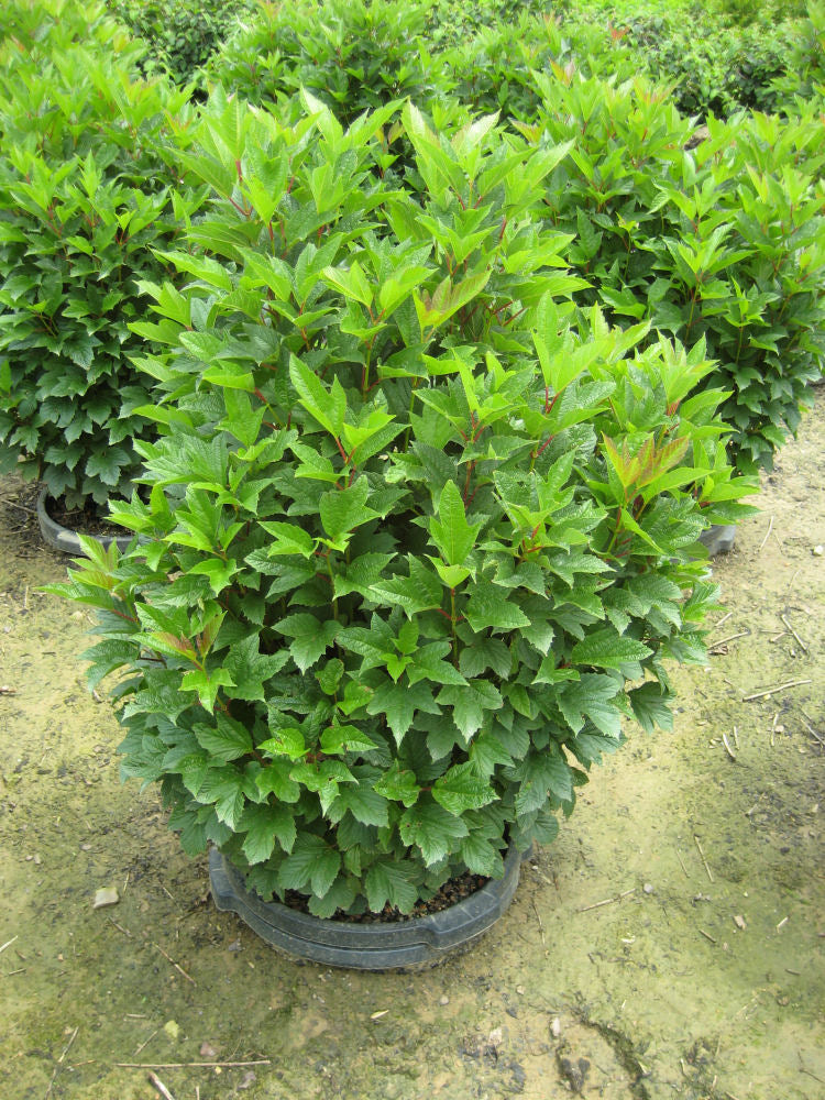 Viburnum Compactum.jpg