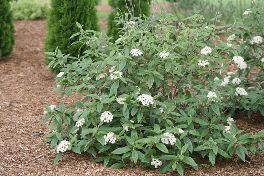 Viburnum Rhy Emerald Envy PW.jpg