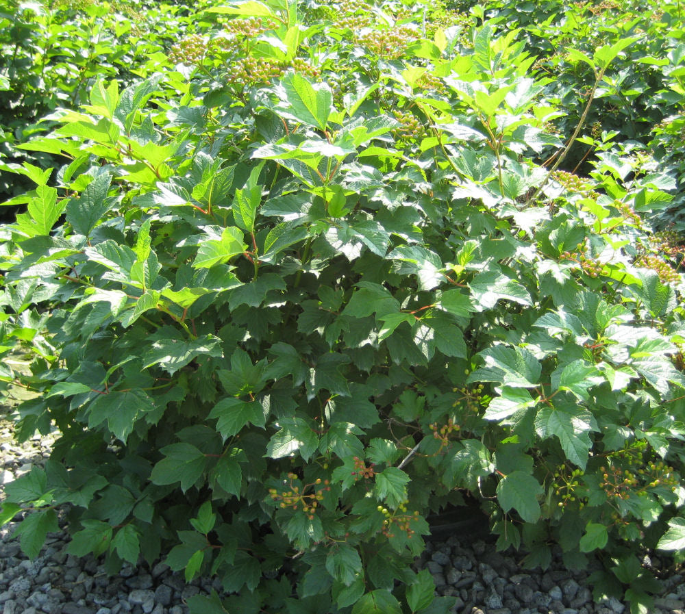 Viburnum Wentworth.jpg