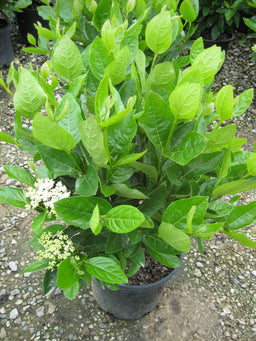 Viburnum Winterthur.jpg