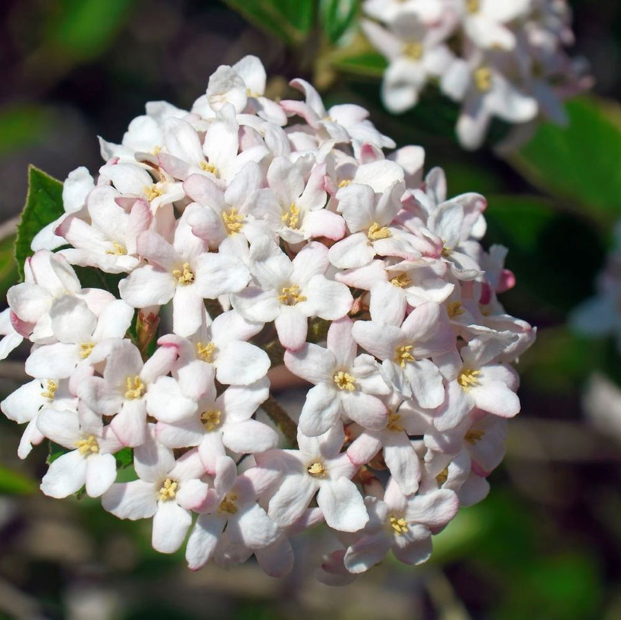 Viburnum_carlesii_spice_island_.jpg