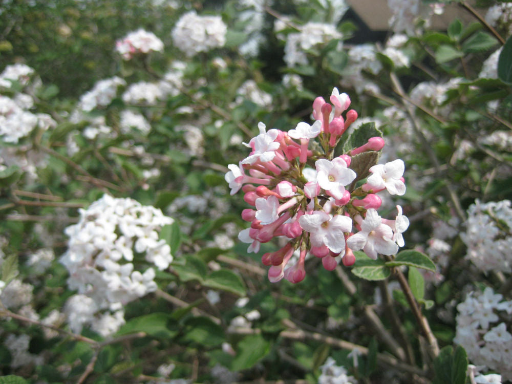 Viburnum cayuga flwr.jpg